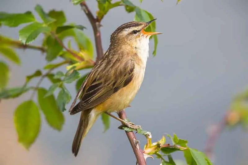 Sedge Warbler