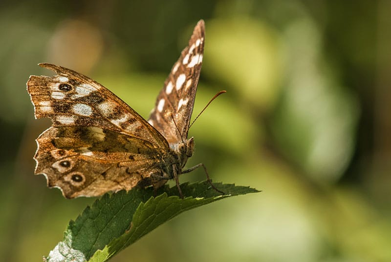 Speckled Wood Butterfly
