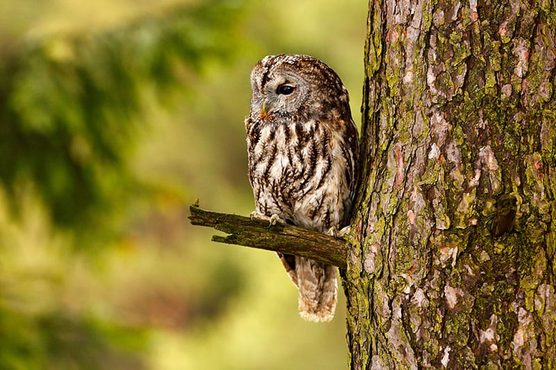 Tawny Owl