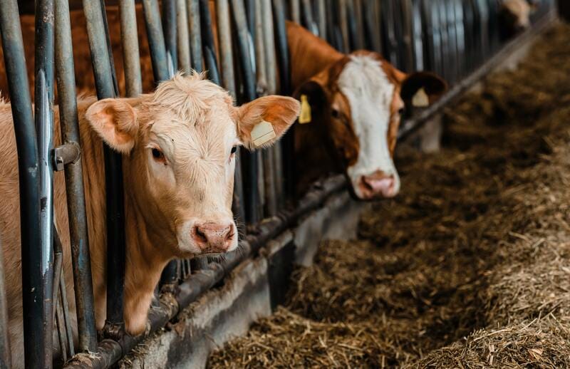 Cows In A Barn
