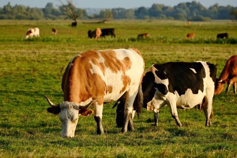 Cows In A Field