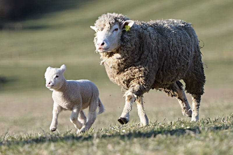 Ewe And Lamb