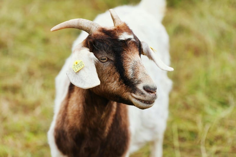 Goat