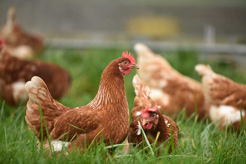 Hens