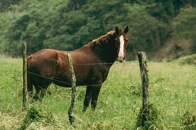 Horse In A Field