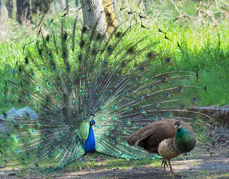 Peafowl