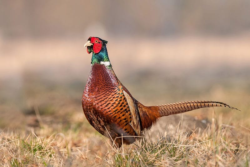 Pheasant
