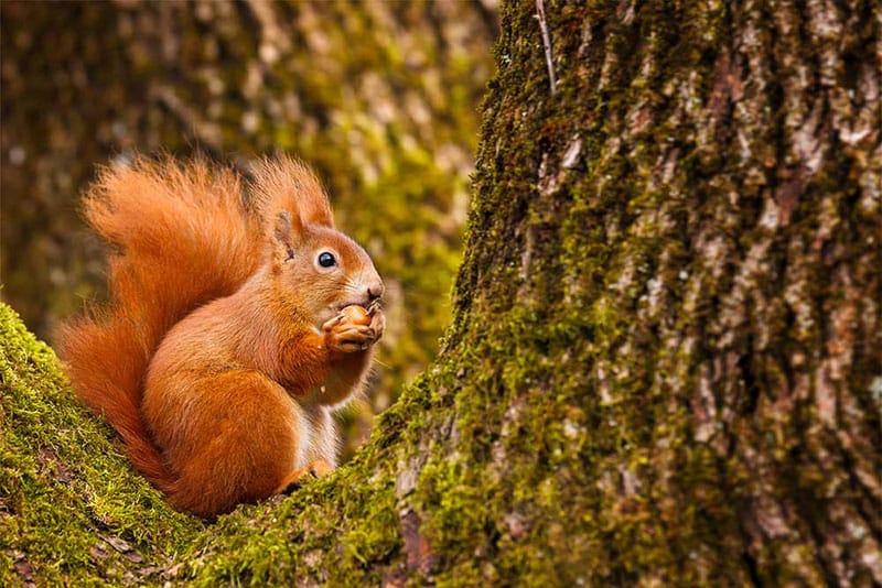 Red Squirrel 