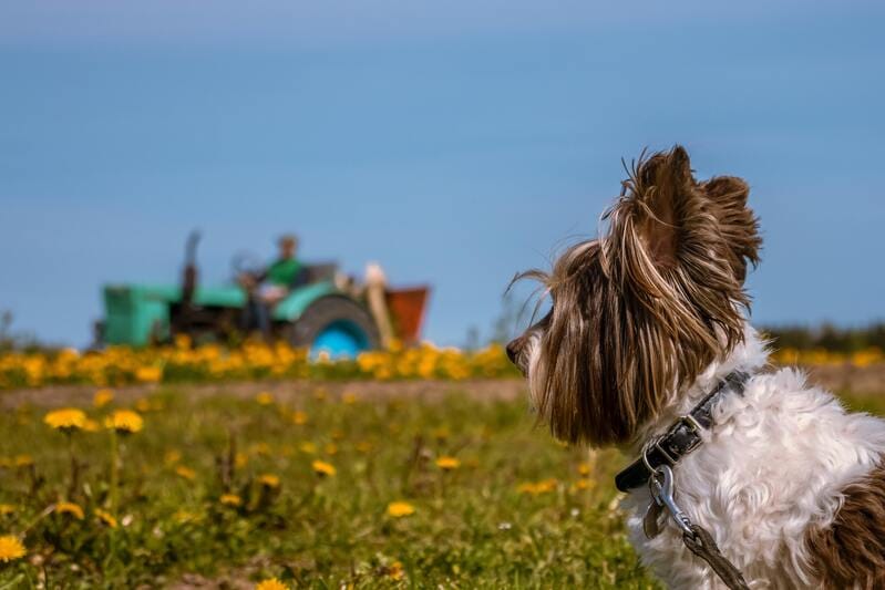Yorkshire Terrier