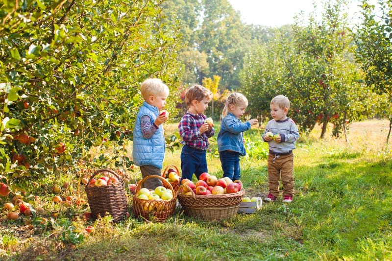 Toddlers Picking Apples