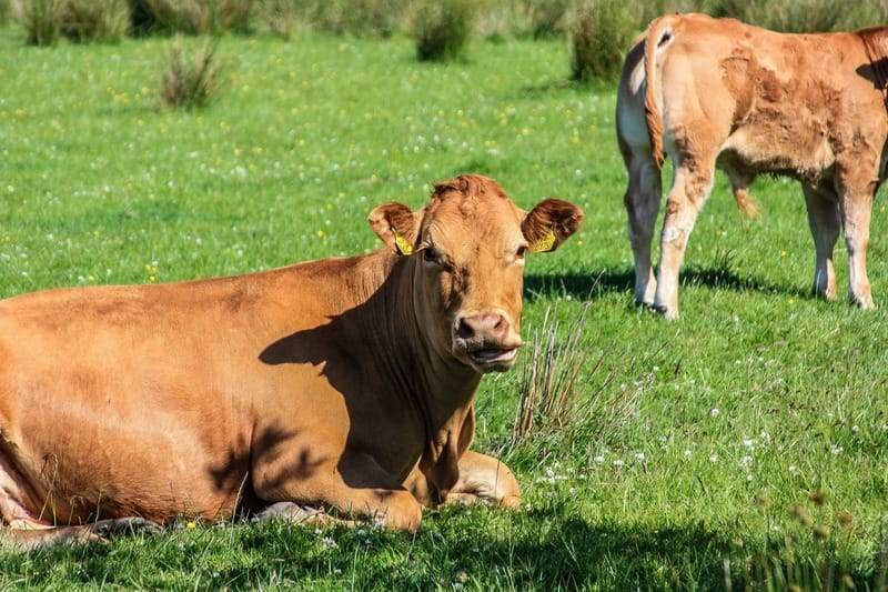 Brown Cows