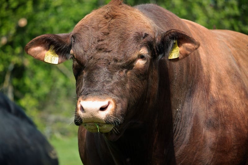 Bull