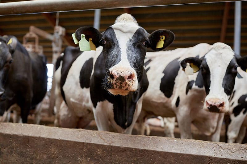 Cows