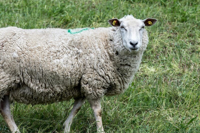 Sheep