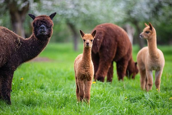 Alpacas
