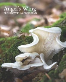 Angel Wing