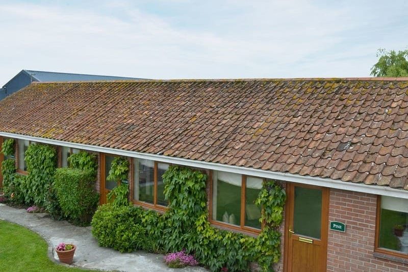 Birch - Withy Grove Farm, East Huntspill