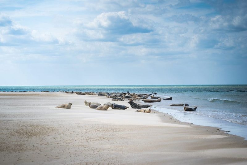 Blakeney Point Beach, Norfolk