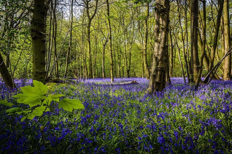 Bluebell Wood
