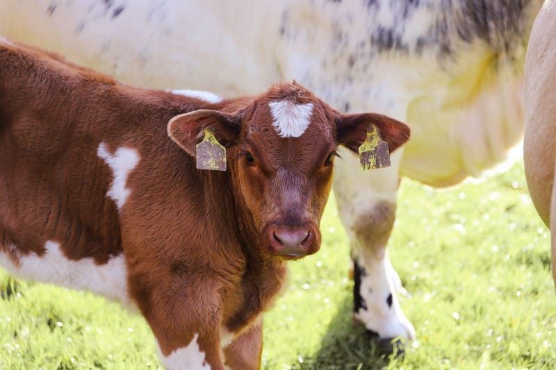 Calf