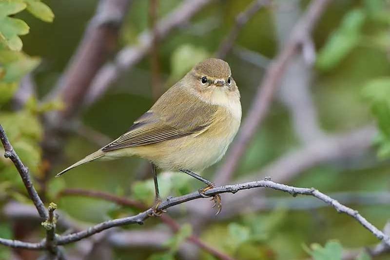 Chiffchaff