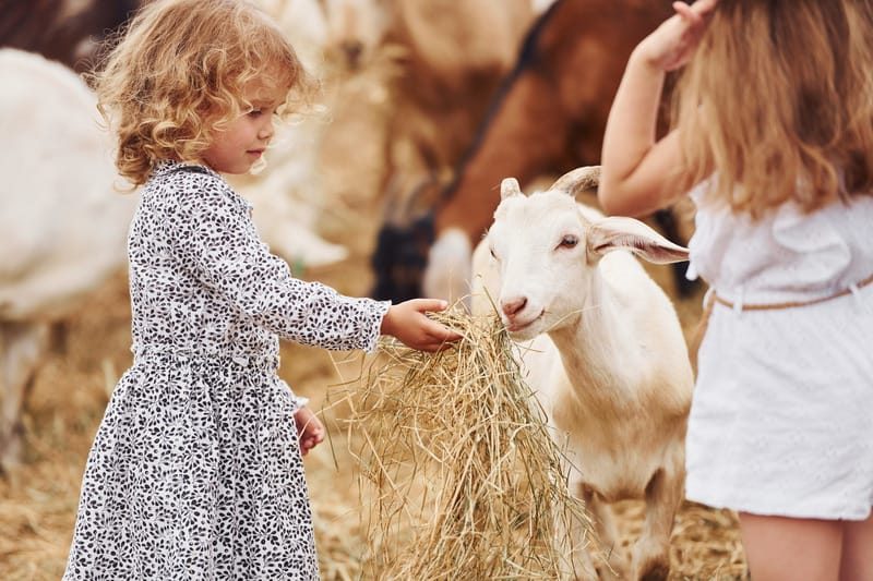 Two young girls feed hay to a white goat in a farm setting.