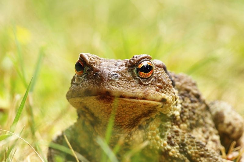 Common Toad