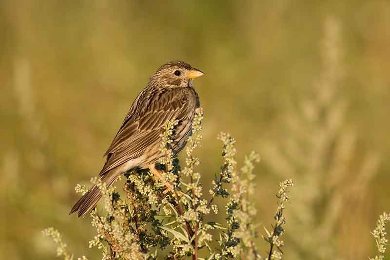 Corn Bunting