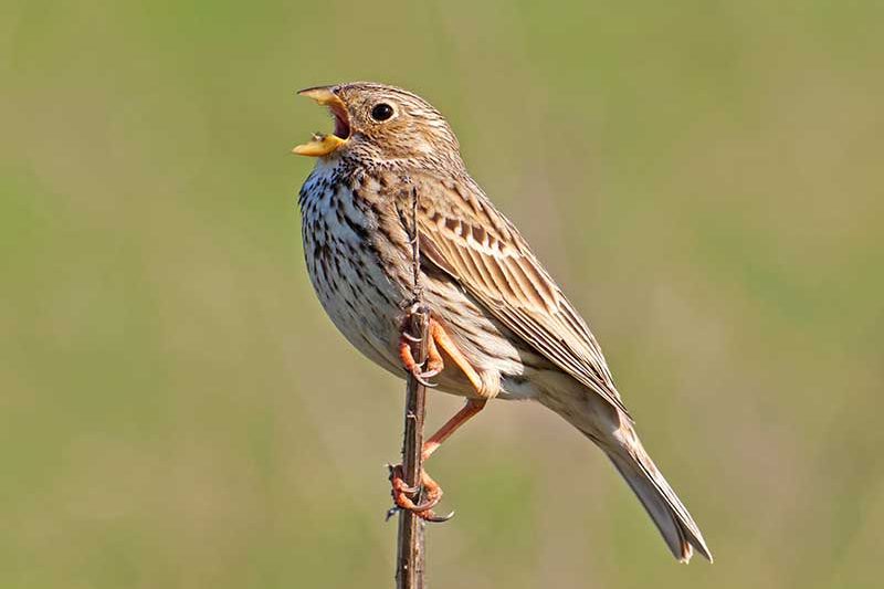 Cornbunting