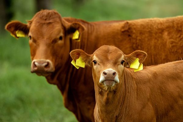 Cows