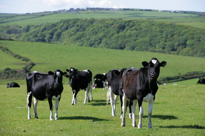 Cows In A Field