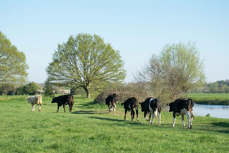 Cows On A Farm