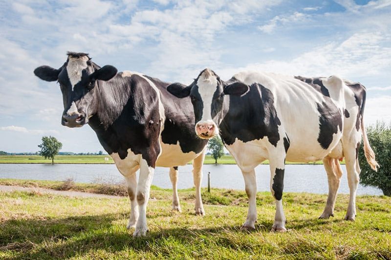 Two Dairy Cows