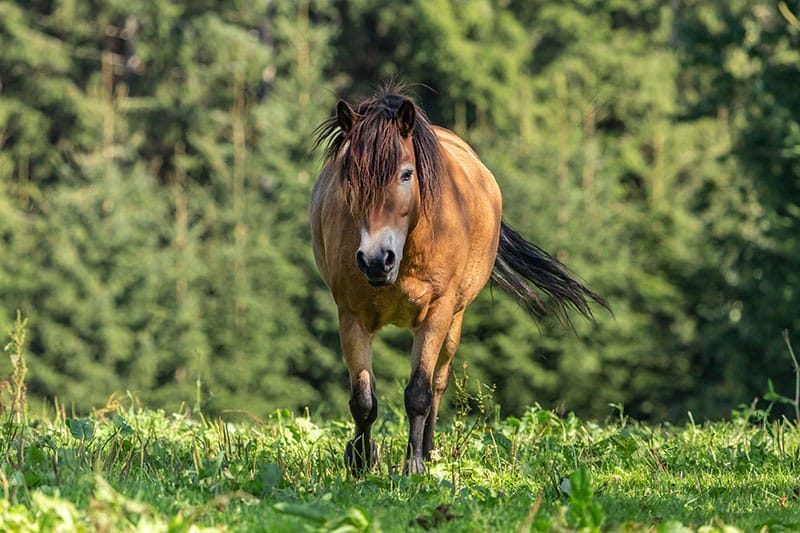 Dartmoor Pony