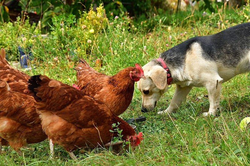 Dog And Hens