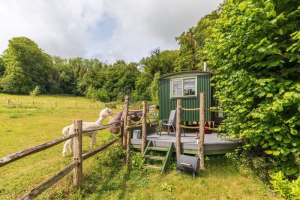 Dorset Alpaca Shepherd’s Hut, Frampton