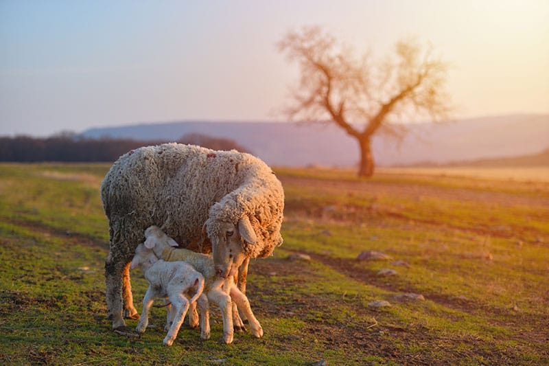 Ewe And Lamb
