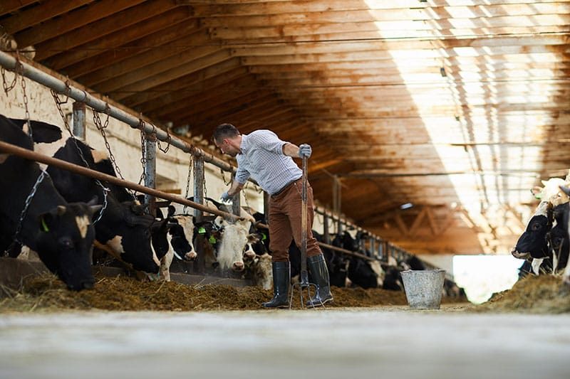 Farmer With Dairy Cows
