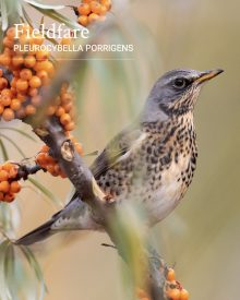 Fieldfare