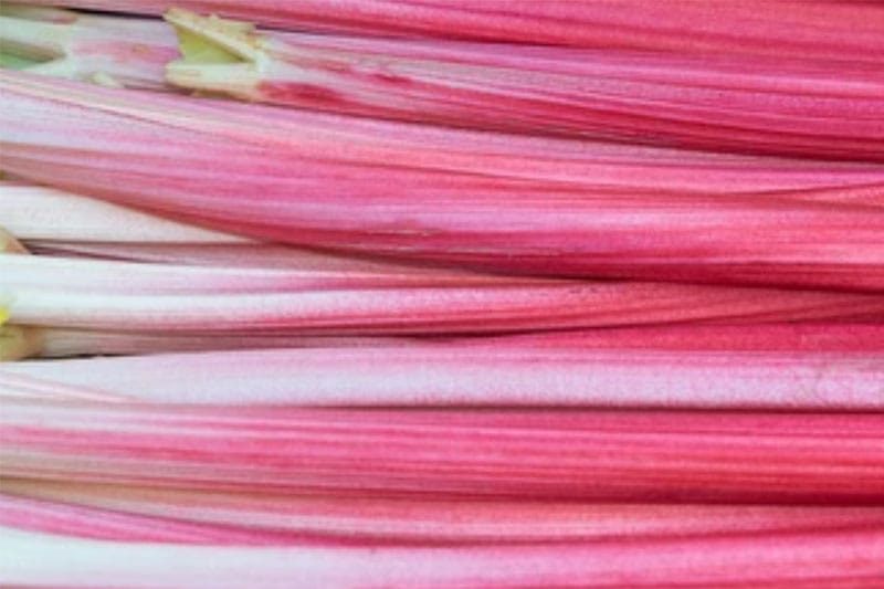 Forced Rhubarb