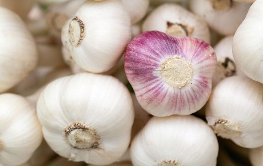 Garlic