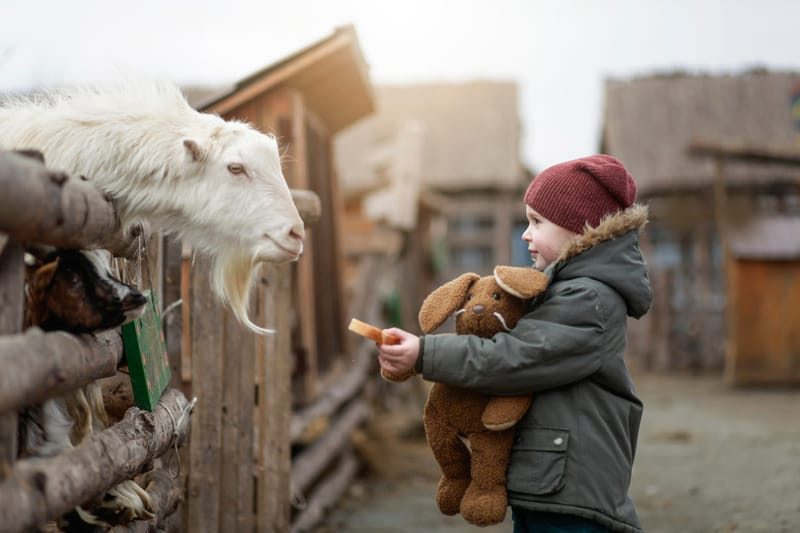 Little Girl Feeding A Goat