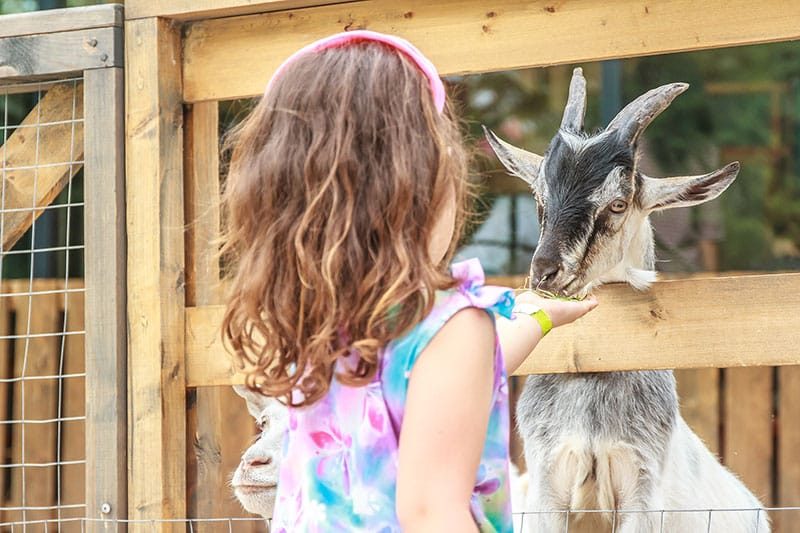 Little Girl Petting A Goat