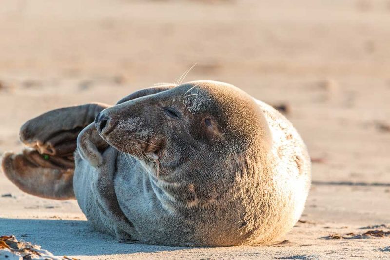 Grey Seal