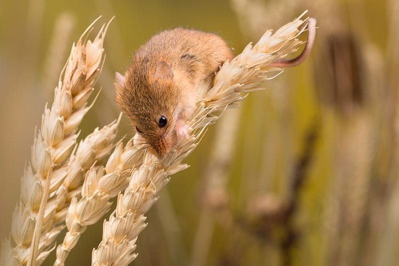 Harvest Mouse