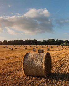 Hay Bales