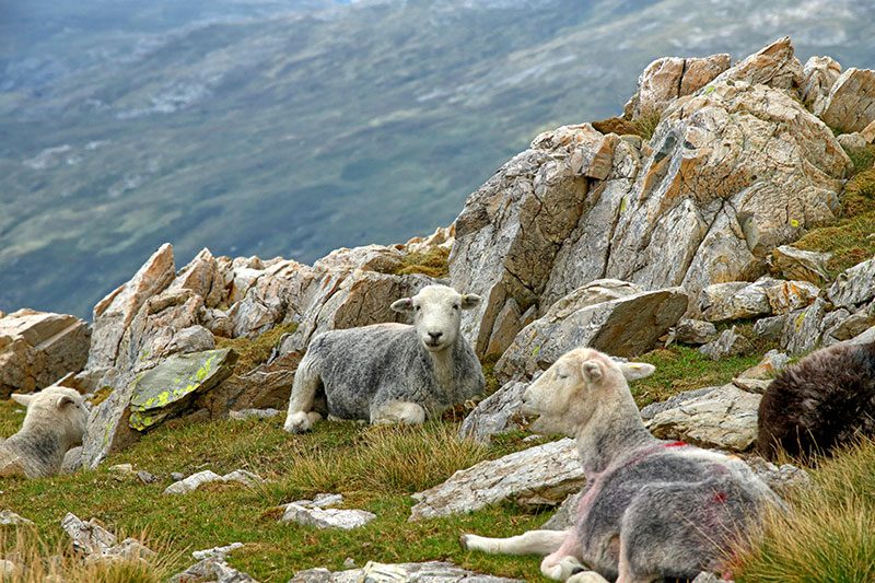 Moorland Tazza In Ceramica Herdwick Sheep - Fatta In Inghilterra, Capacità 11oz, Regalo Confezionato
