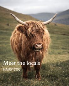 Highland Cow