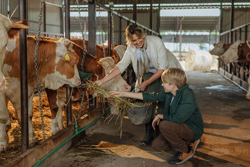 Mother And Son In A Cow Shed