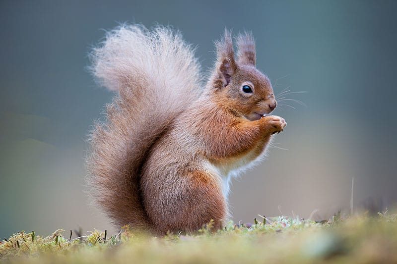 Red Squirrel